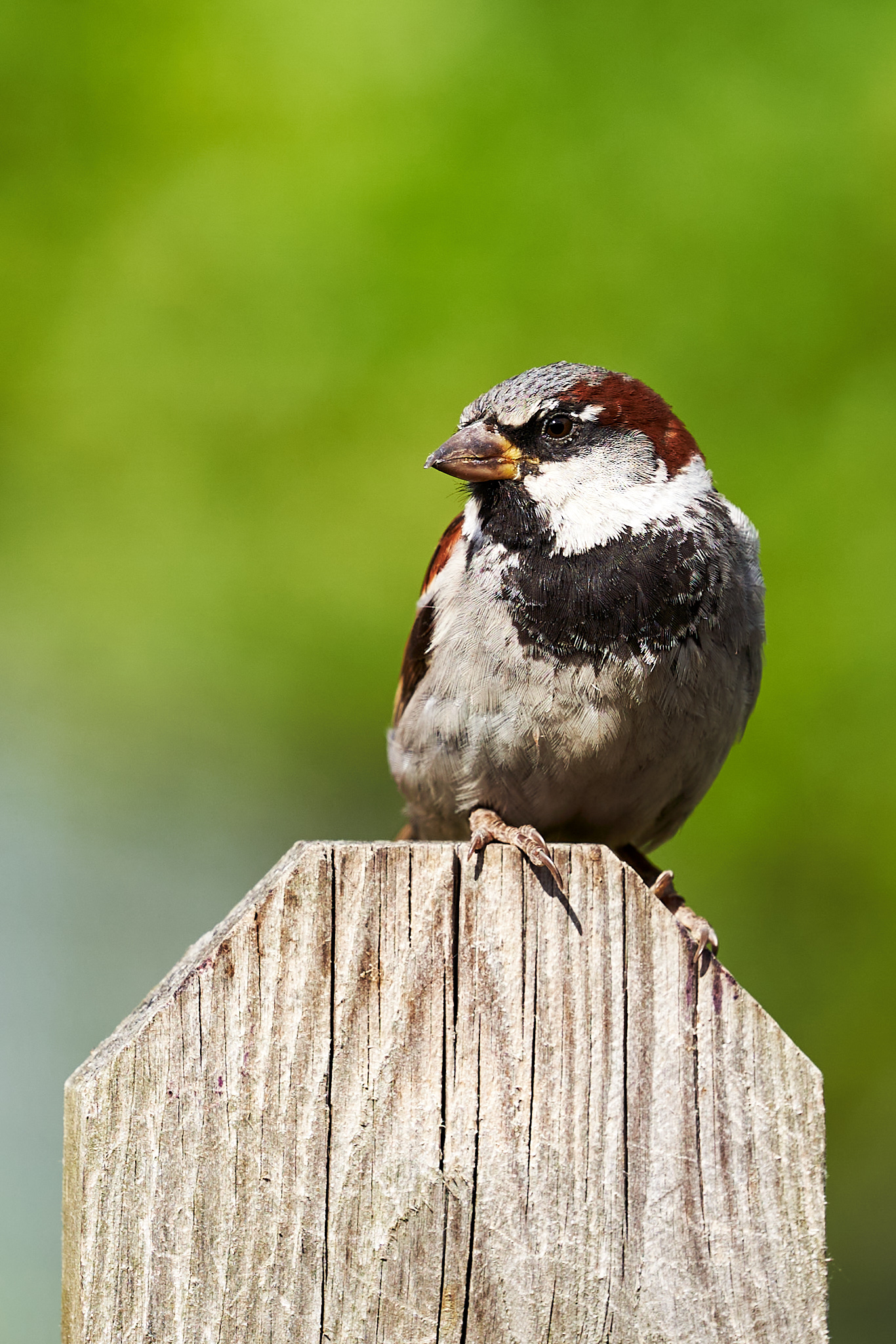 2022 07 22 Sverige 0341